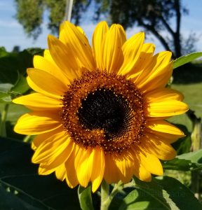 Sunflower from the garden.